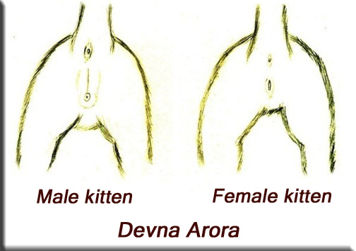 Devna Arora - Sexing kittens